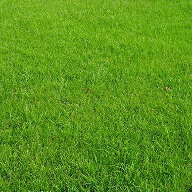 郑州草坪基地