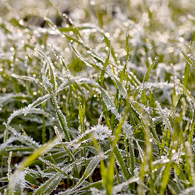石家庄冷季型草坪的播种方法