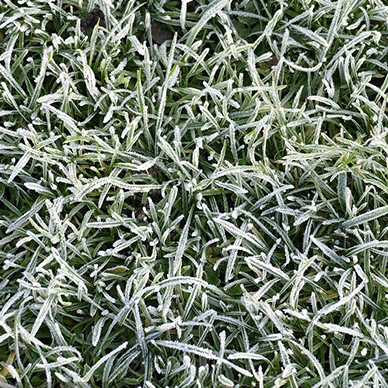 冷季型草坪灌溉要注意